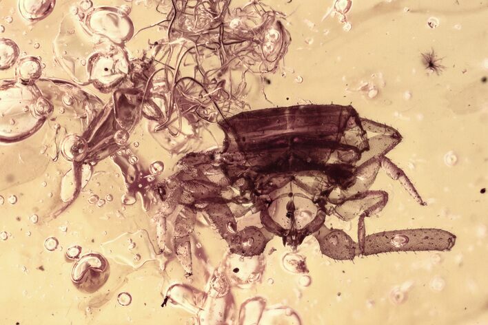 Partial Fossil Pseudoscorpion with Springtail in Baltic Amber #315331
